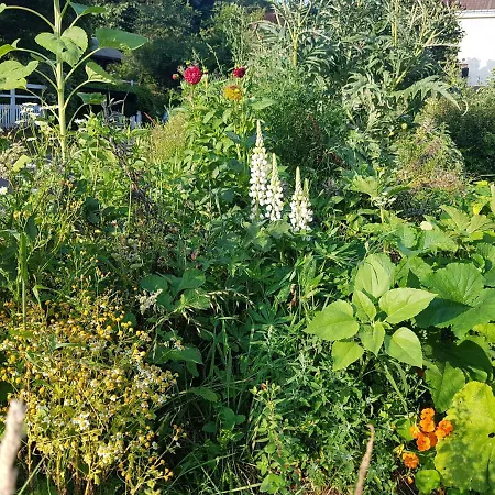Nocleg ze śniadaniem Les Lupins Étretat