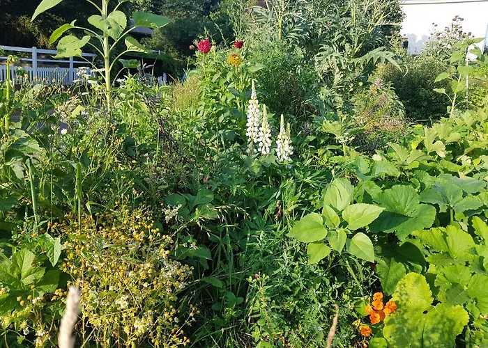 Bed & Breakfast Les Lupins Étretat